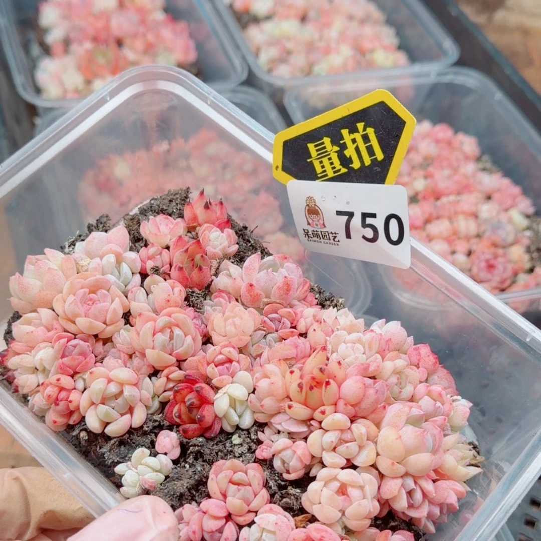 多肉植物多肉植物