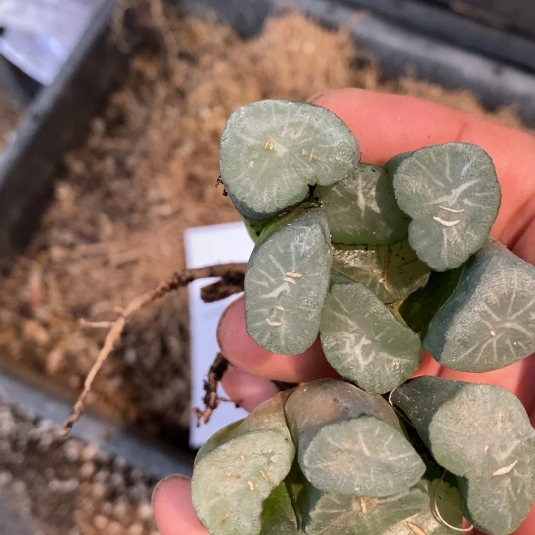 手***出2734 两颗万象➕两颗7元大年份玉扇 福利