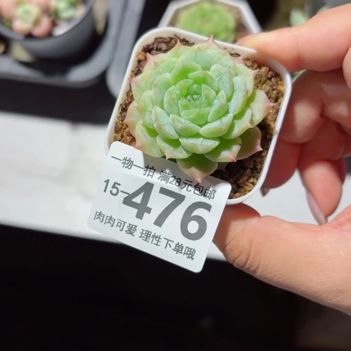优选唐心无盆土发货多