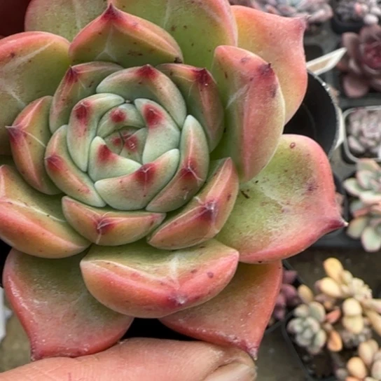 30白龙多肉植物多