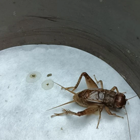 天津雷霆份房精品冬虫