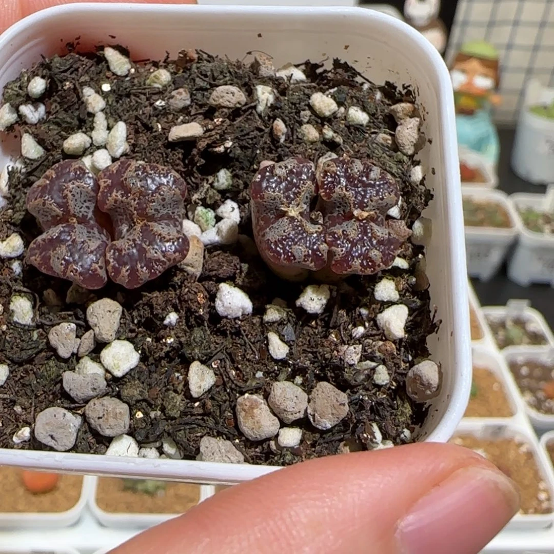 肉锥多肉植物组合-蝴蝶966一盆