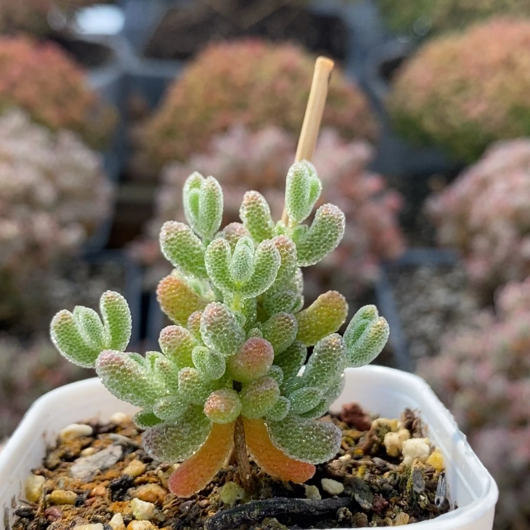 优选冰晶5366枝干番杏