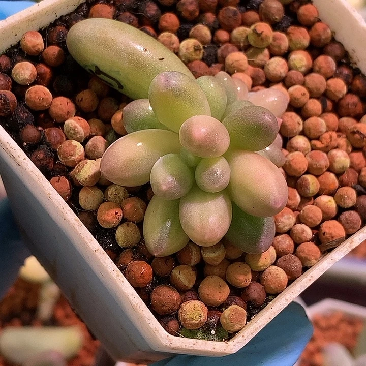 汤圆锦多肉植物多肉