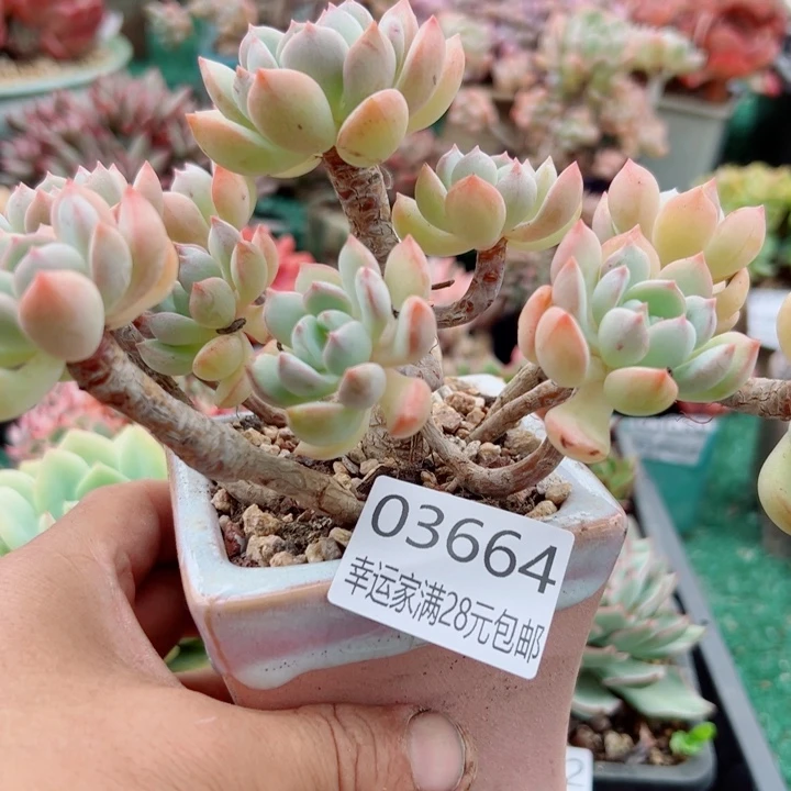 幸运的是我还在努力
