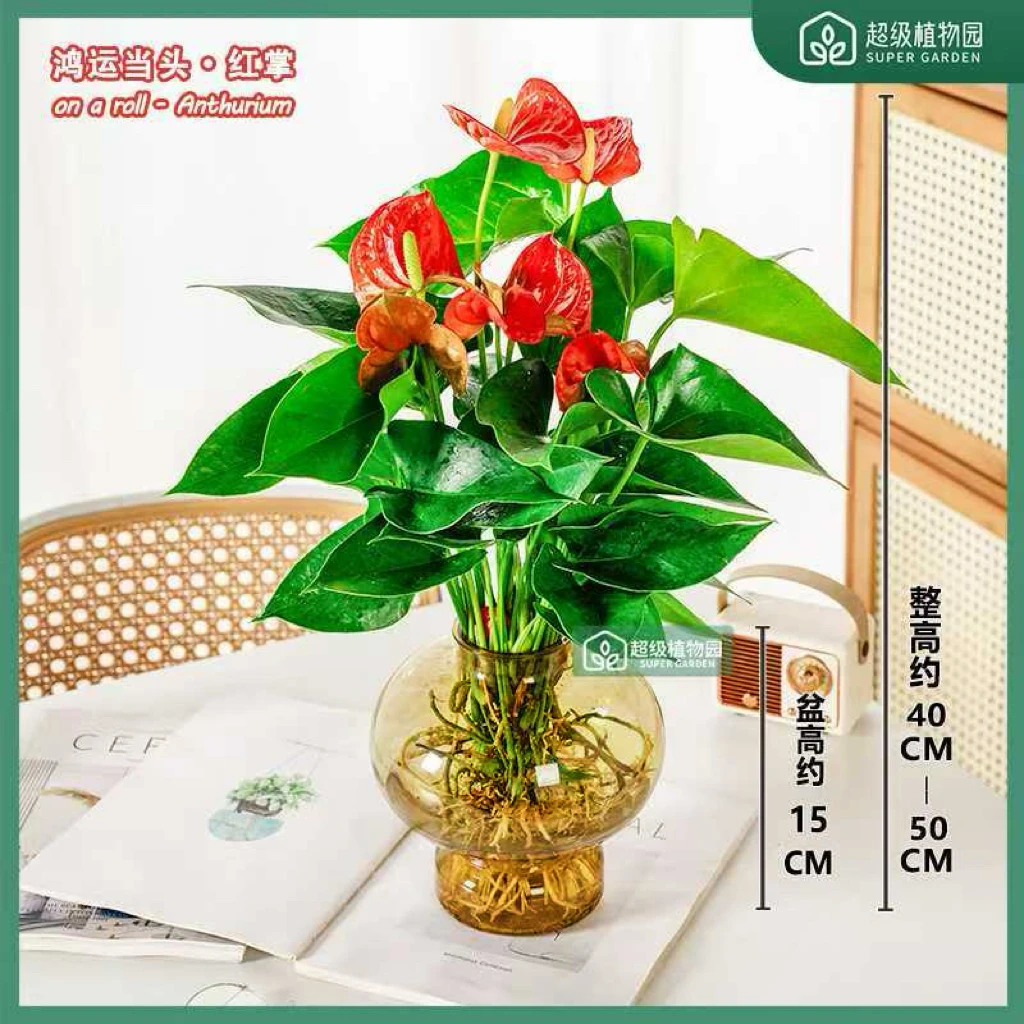 【带花发货】红掌水培花卉绿植室内盆栽客厅办公室四季开花好养易活
