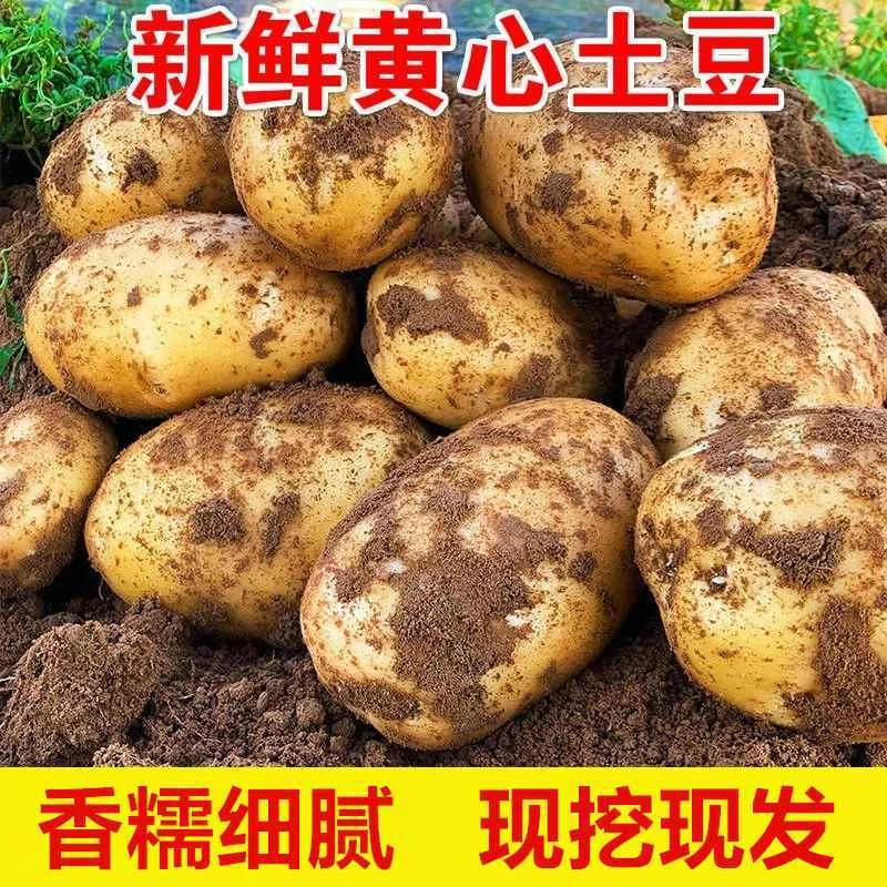 湖北恩施小土豆新鲜现挖高山洋芋农家自种蔬菜整箱迷你黄心土豆
