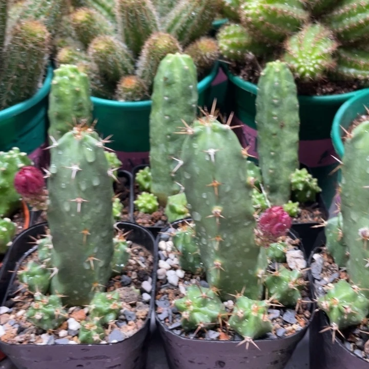 自根红花美花角带崽带花苞