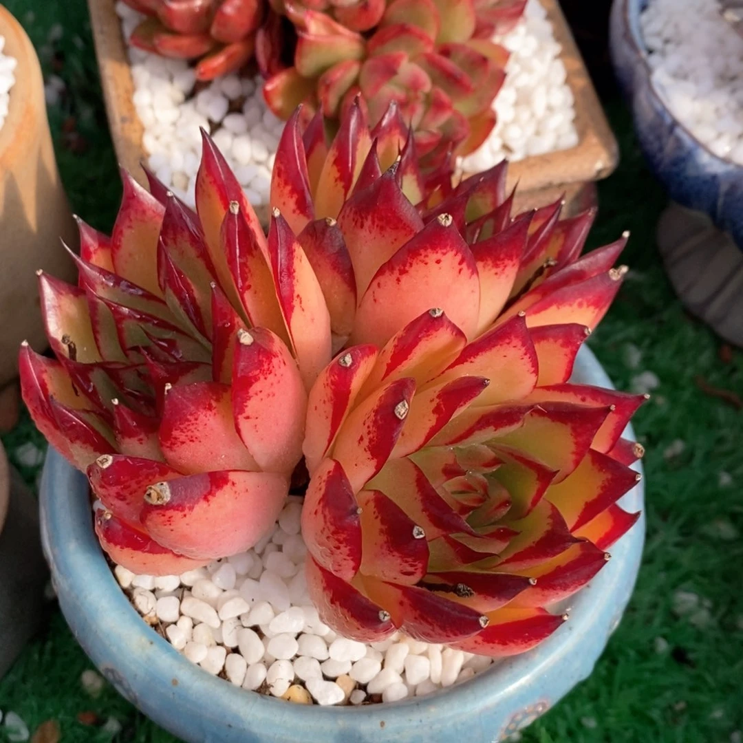 小菠萝多肉植物盆栽