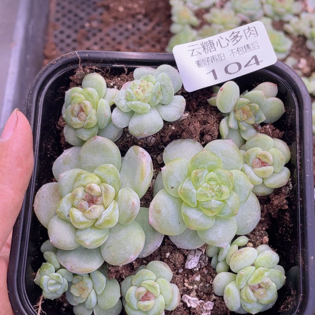 云糖心多肉植物104
