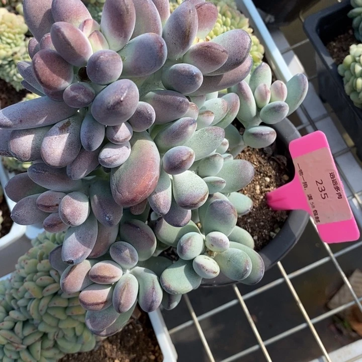 235乒乓福娘肉肉肉肉肉