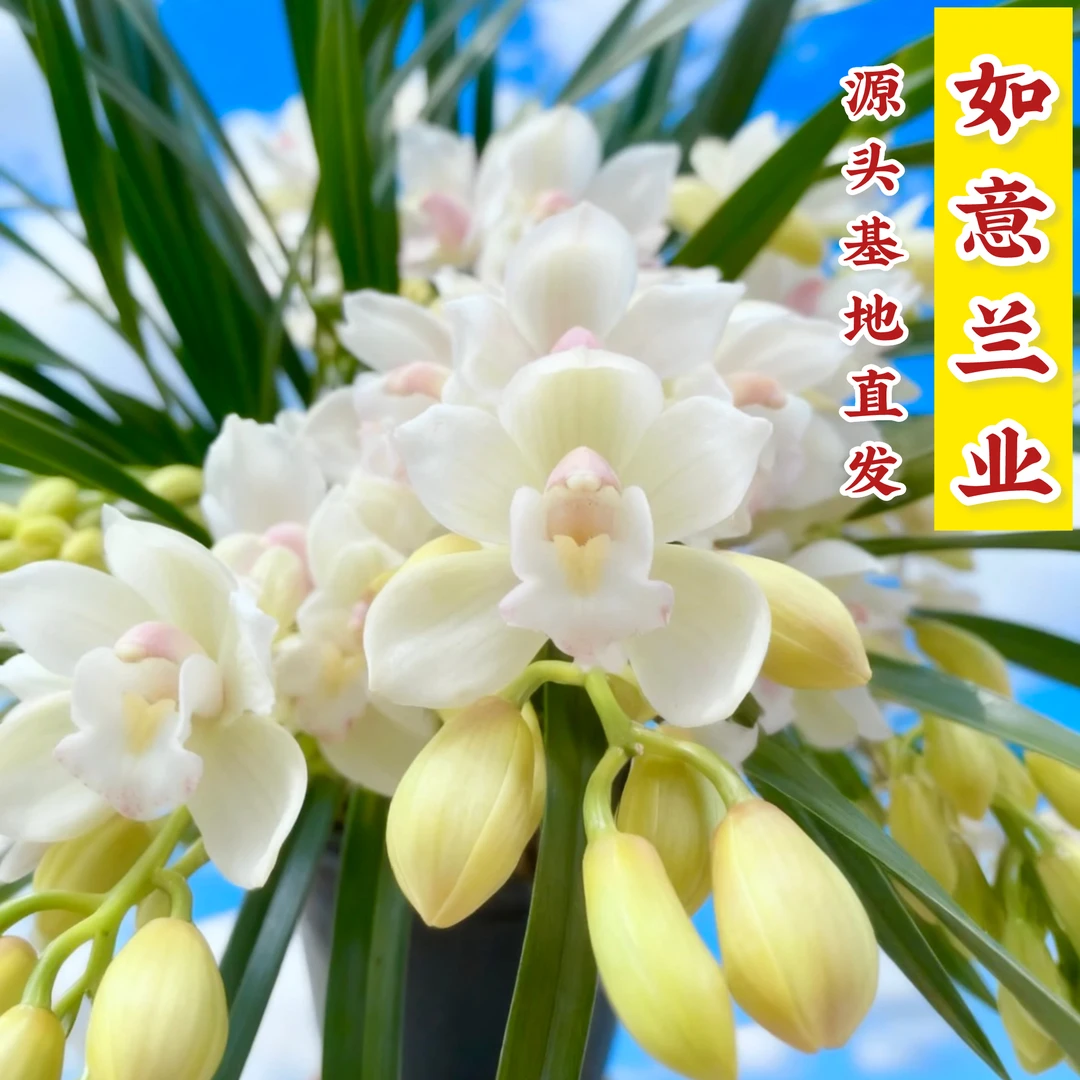 精品蕙兰【云南香雪兰带多花苞】室内高端兰花香味浓花期长好养易活
