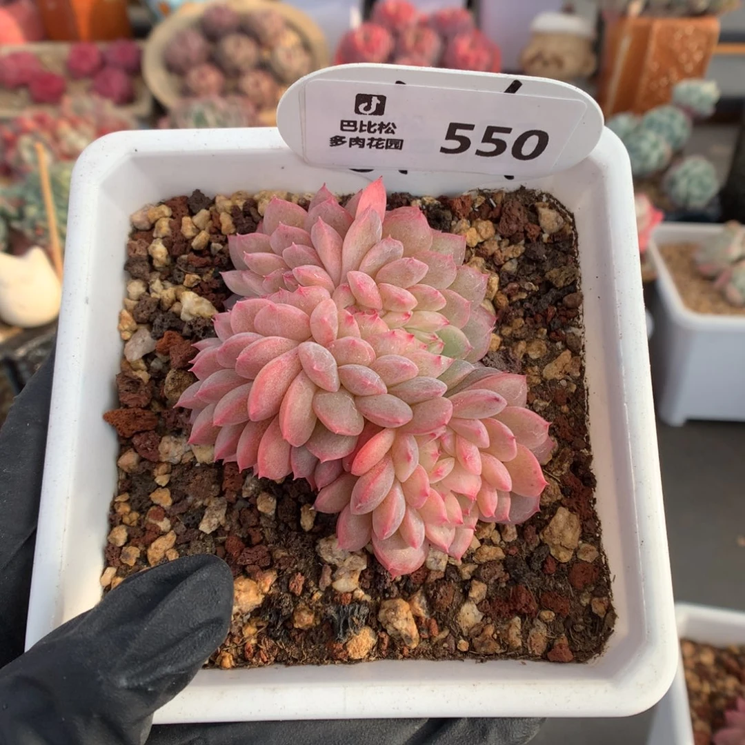 550 甘露缀多肉多肉