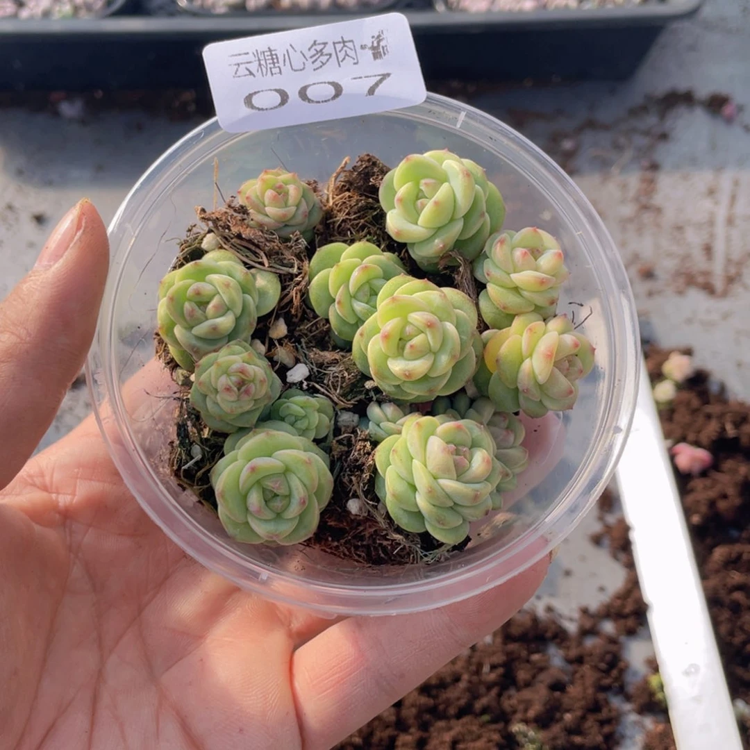 云糖心多肉植物007