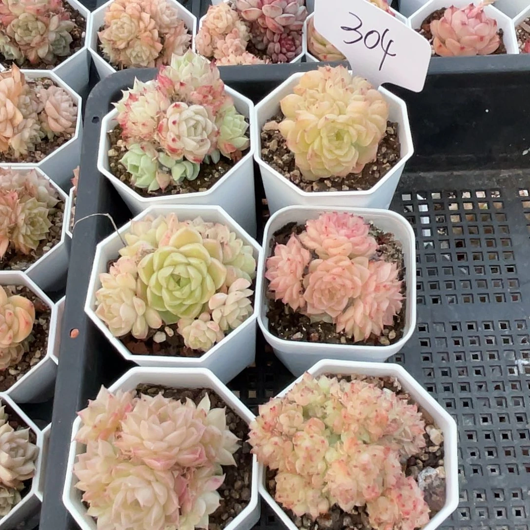 薇薇安园艺多肉304