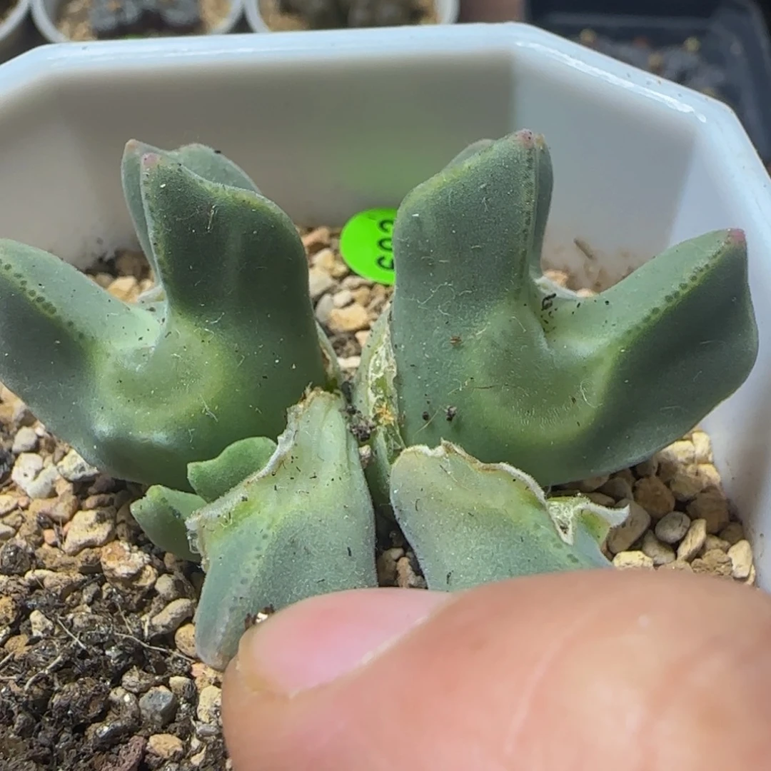 大眼睛空蝉三头多肉692