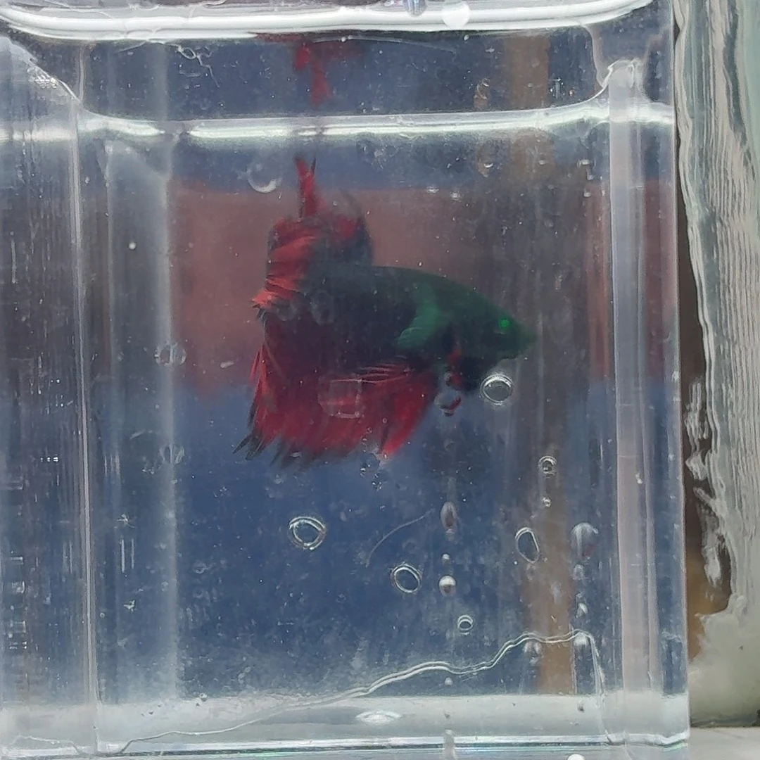 斗鱼泰国斗鱼直播128