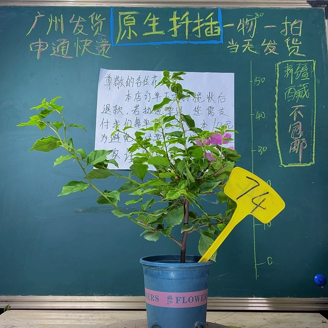 当前无花栽培后可以开花 下播 粉可爱  74