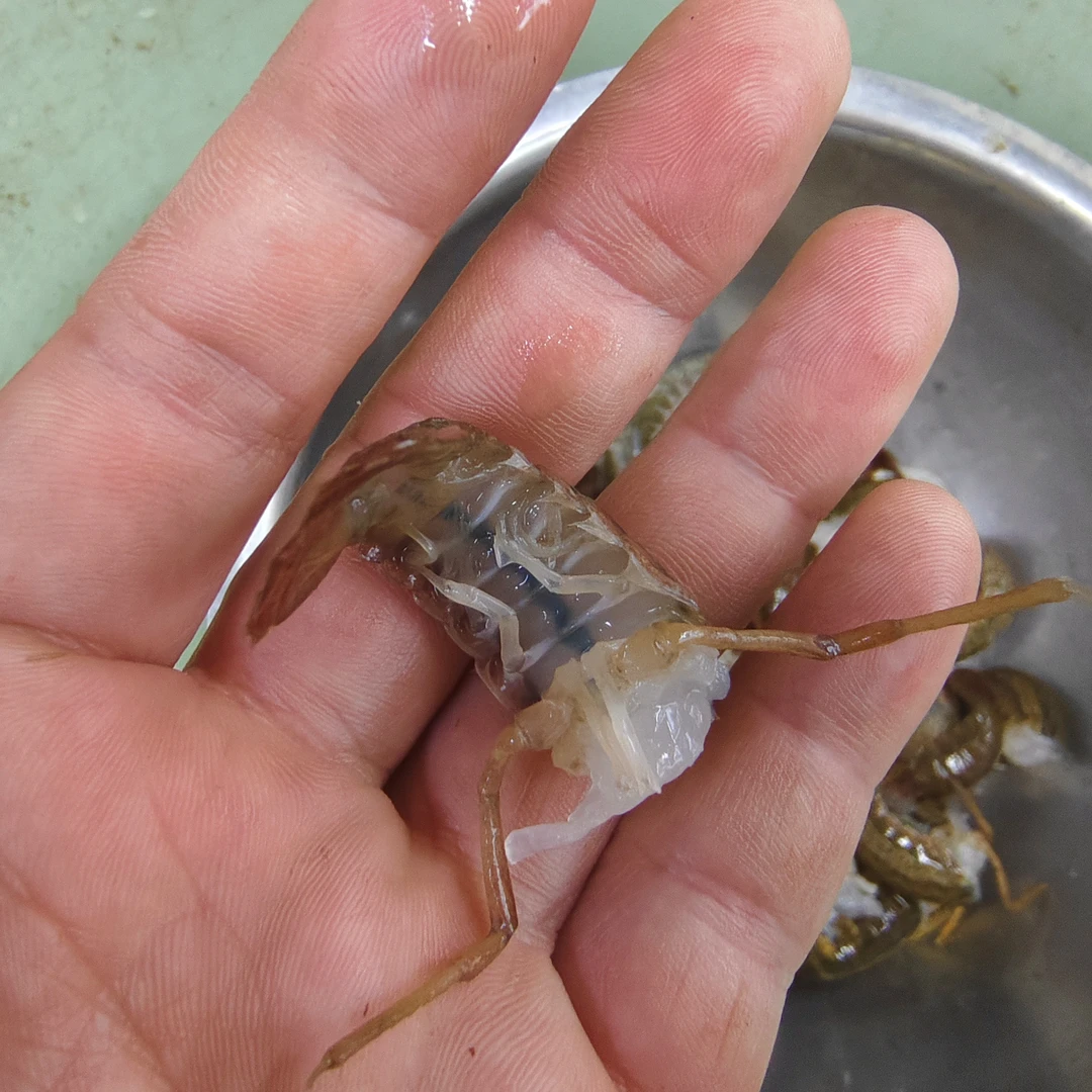 加工成虾球（去头抽线）