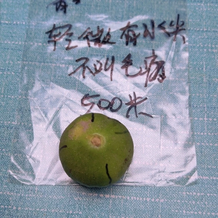 文玩核桃把件45青蛙青皮