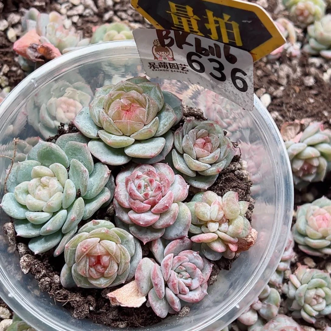 多肉植物多肉植物