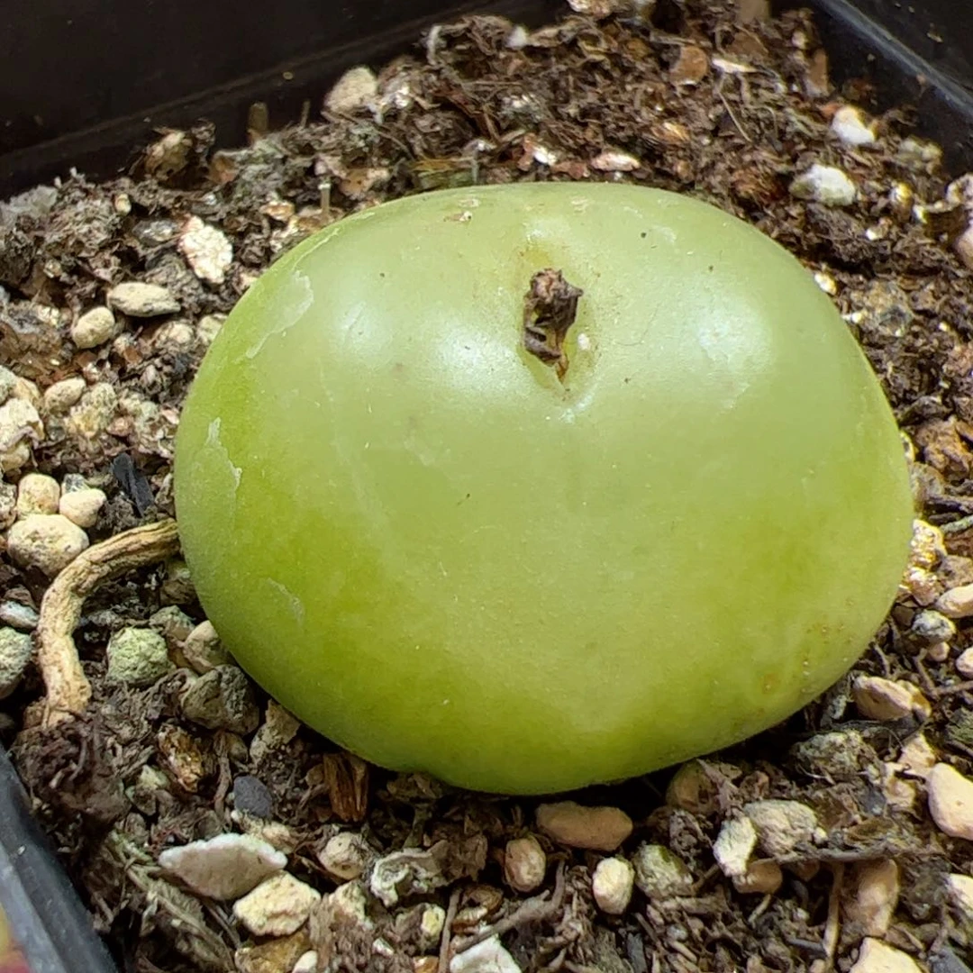 【闪购商品】310 福利