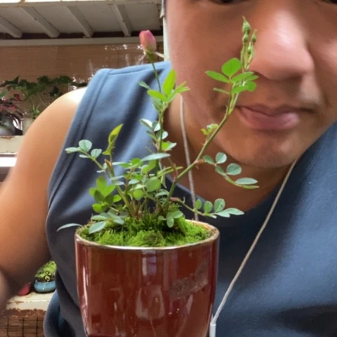 红陶一物一拍所见即所得104