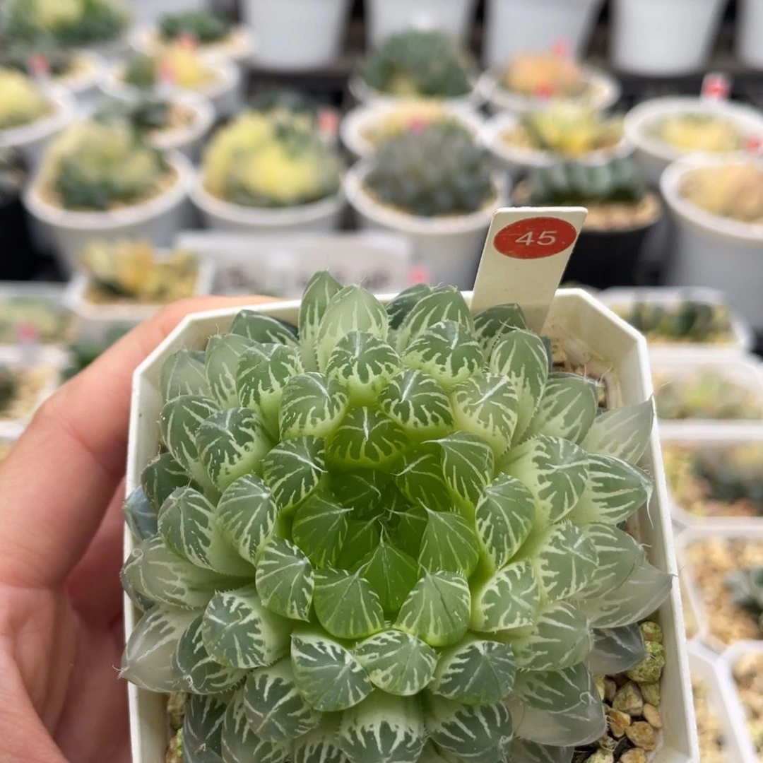 45 花蝴蝶糊斑 小蔡的菜园