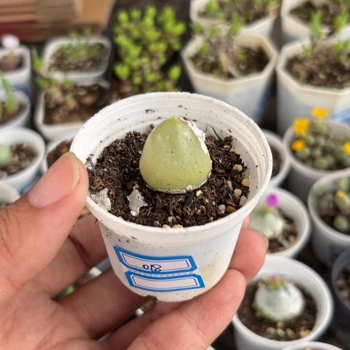018 灯泡多肉植物
