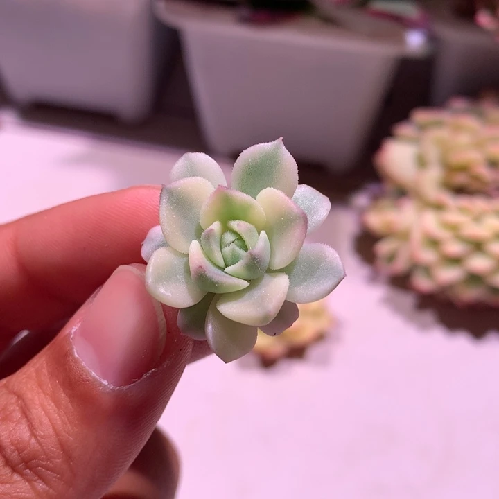 粽玫瑰锦腹轮锦侧芽有毛
