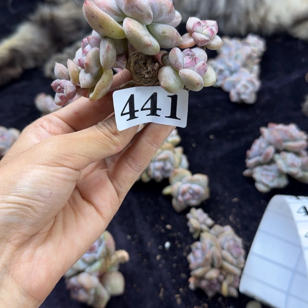 星影5头无根漏一物一拍441