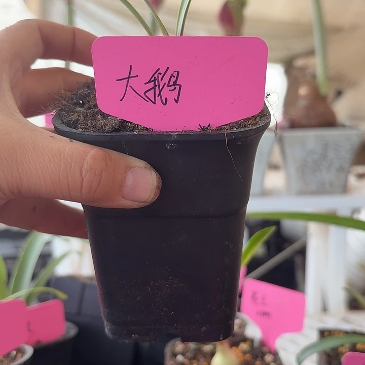无花朵大鹅朱顶红直径1-1.5