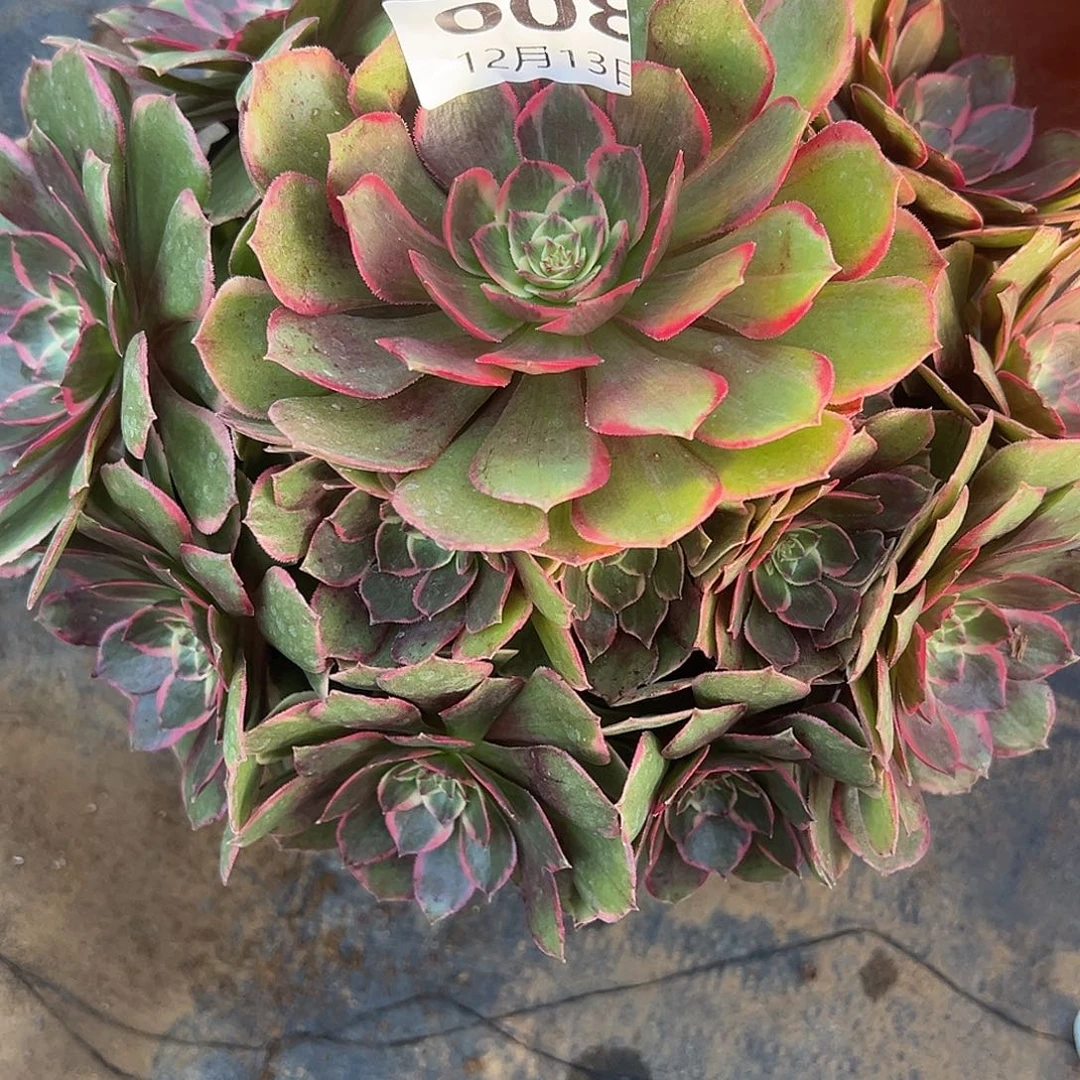 ****楠12.13-8粉花妖多肉植物