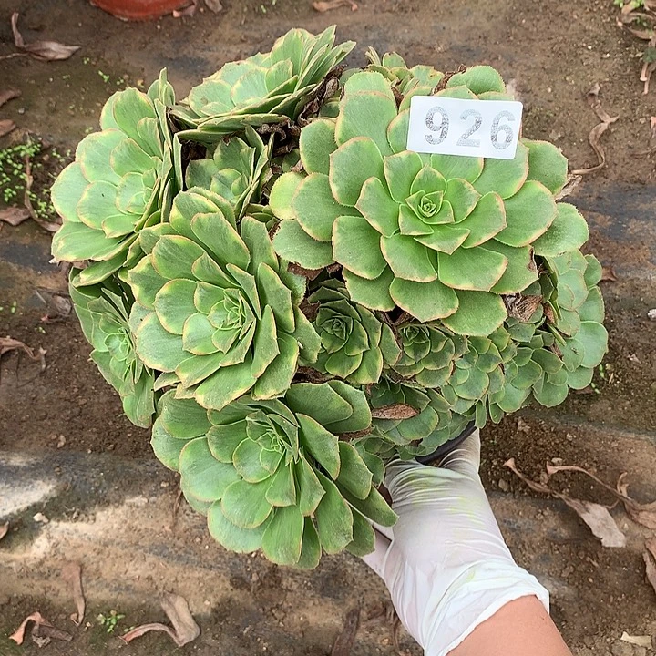 不周正金秋926号，，，