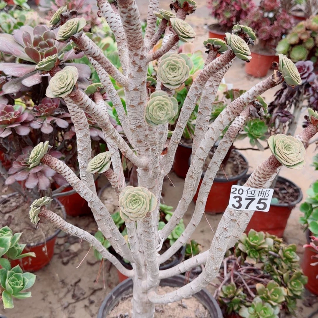 绿豆四年桩375包邮贵在运费，没运费险慎拍