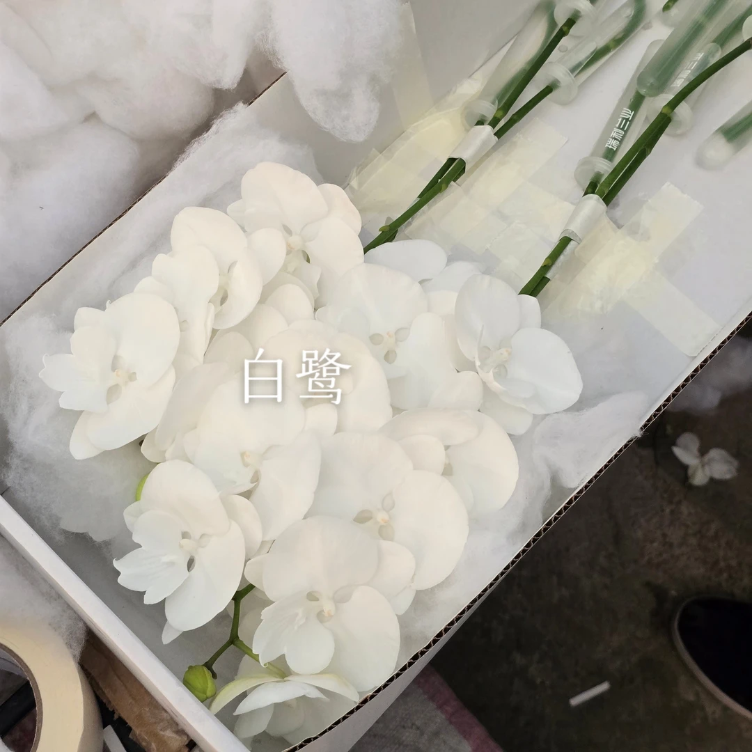 蝴蝶兰白鹭小白花鲜切花A级5个花头起，全国不包冻坏，热坏售后