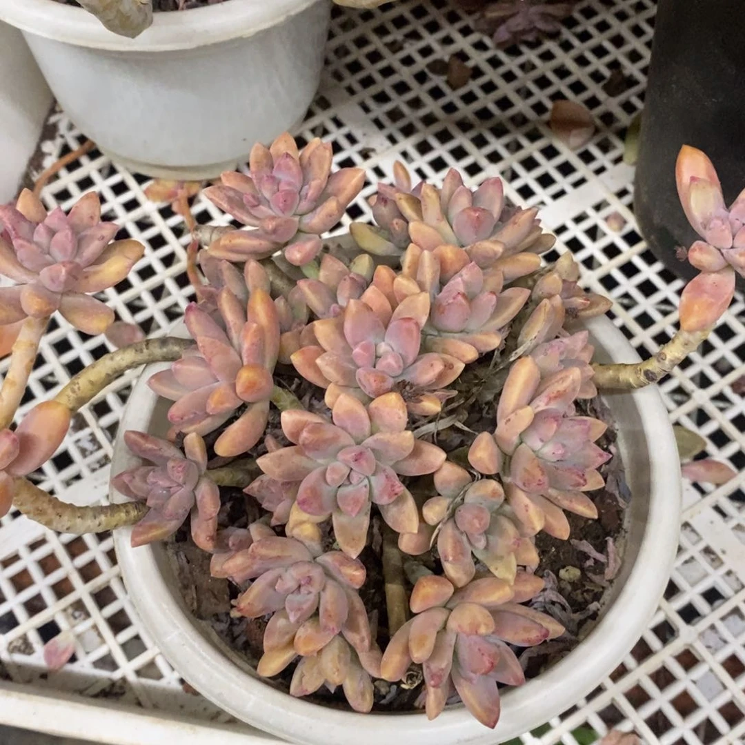 秋丽整桩整群一盆