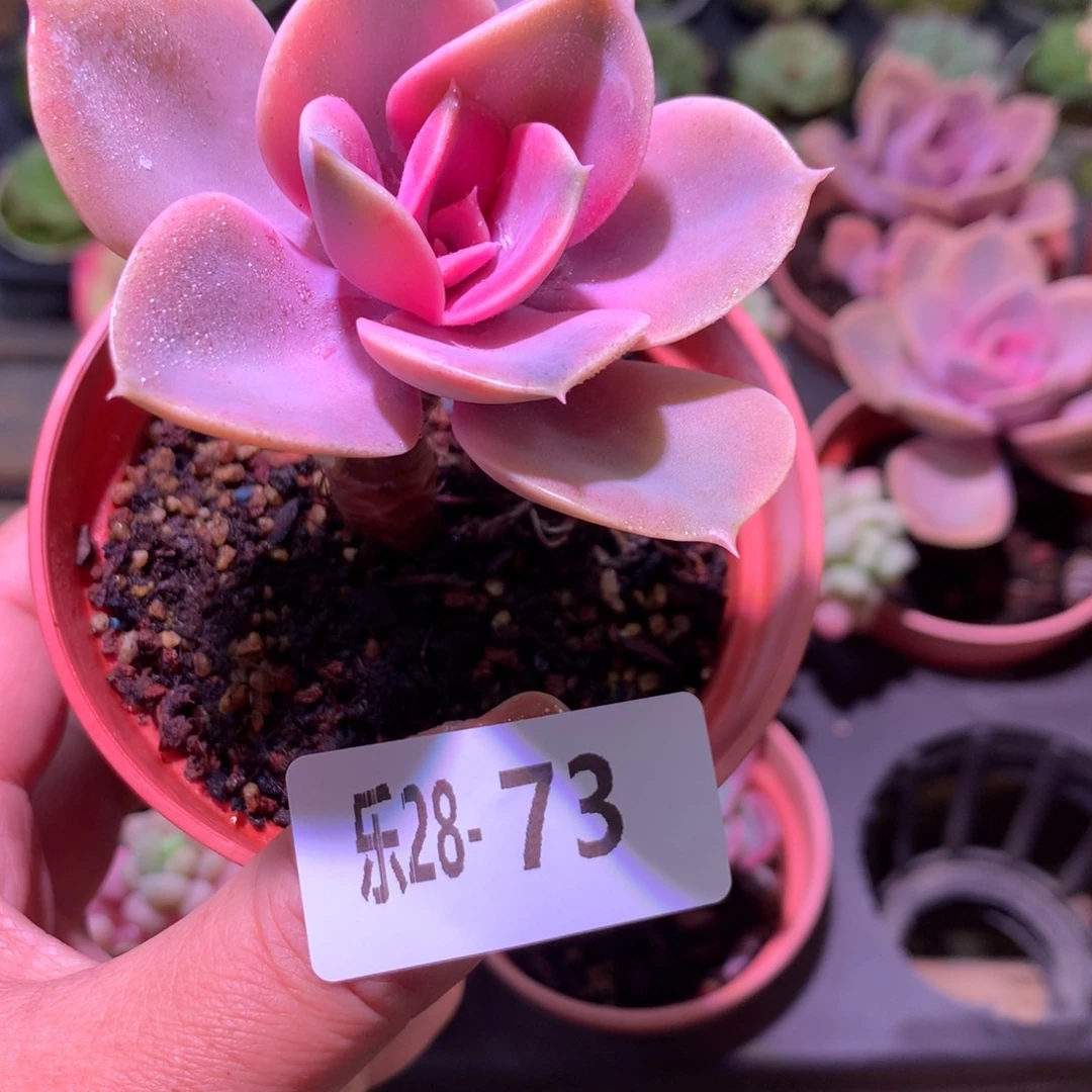 乐然28-73 彩虹单头