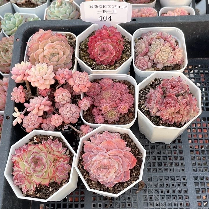 薇薇安园艺多肉404