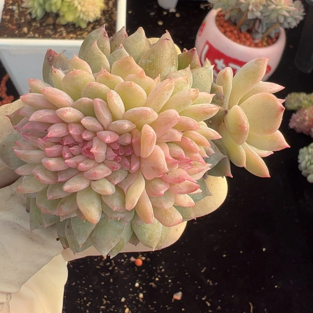 新年快乐 新年快乐