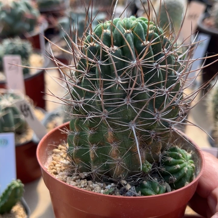 丽花天生狂野老庄自根