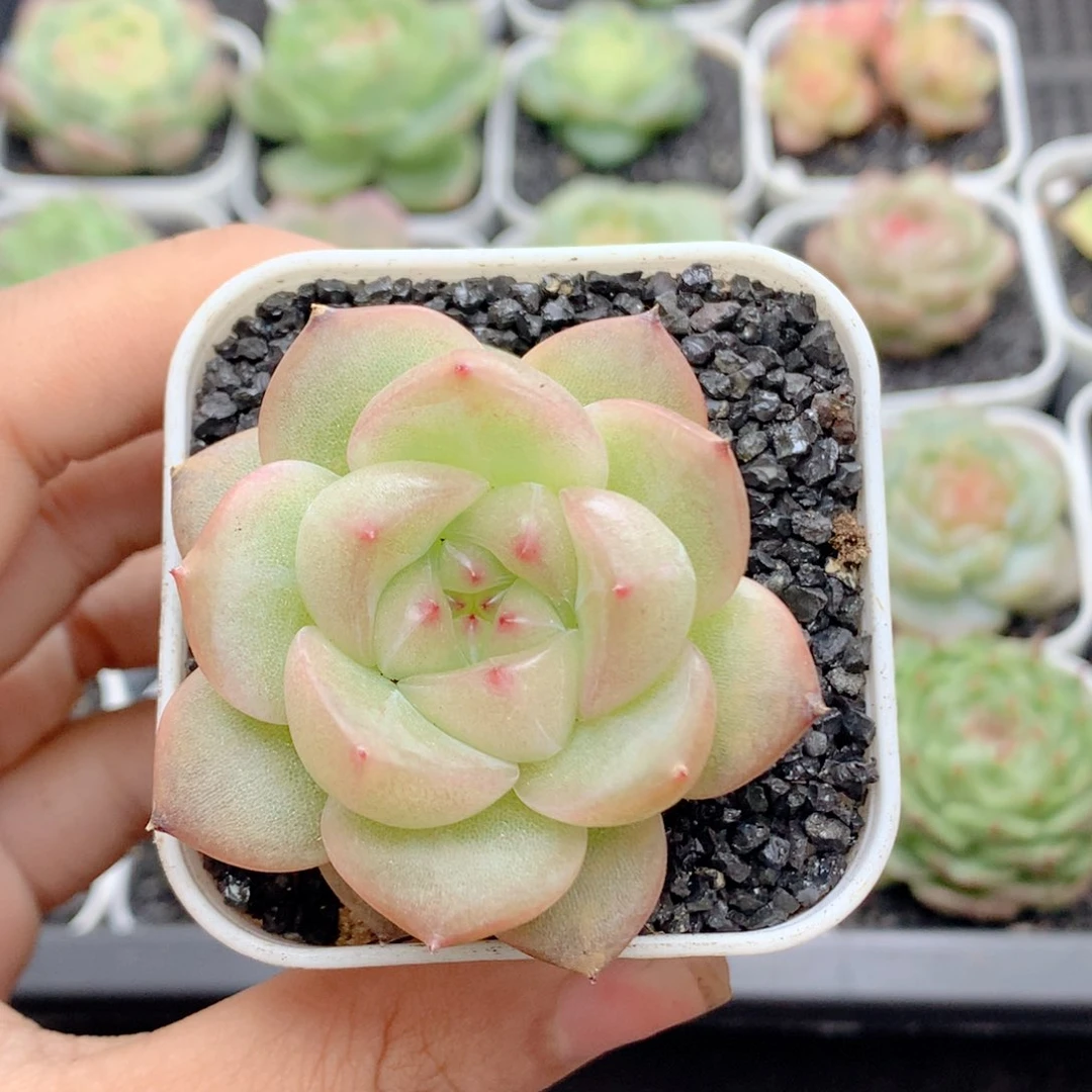 58包邮  群生不包整36