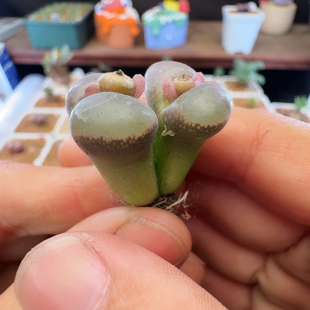 多肉植物福利风铃327