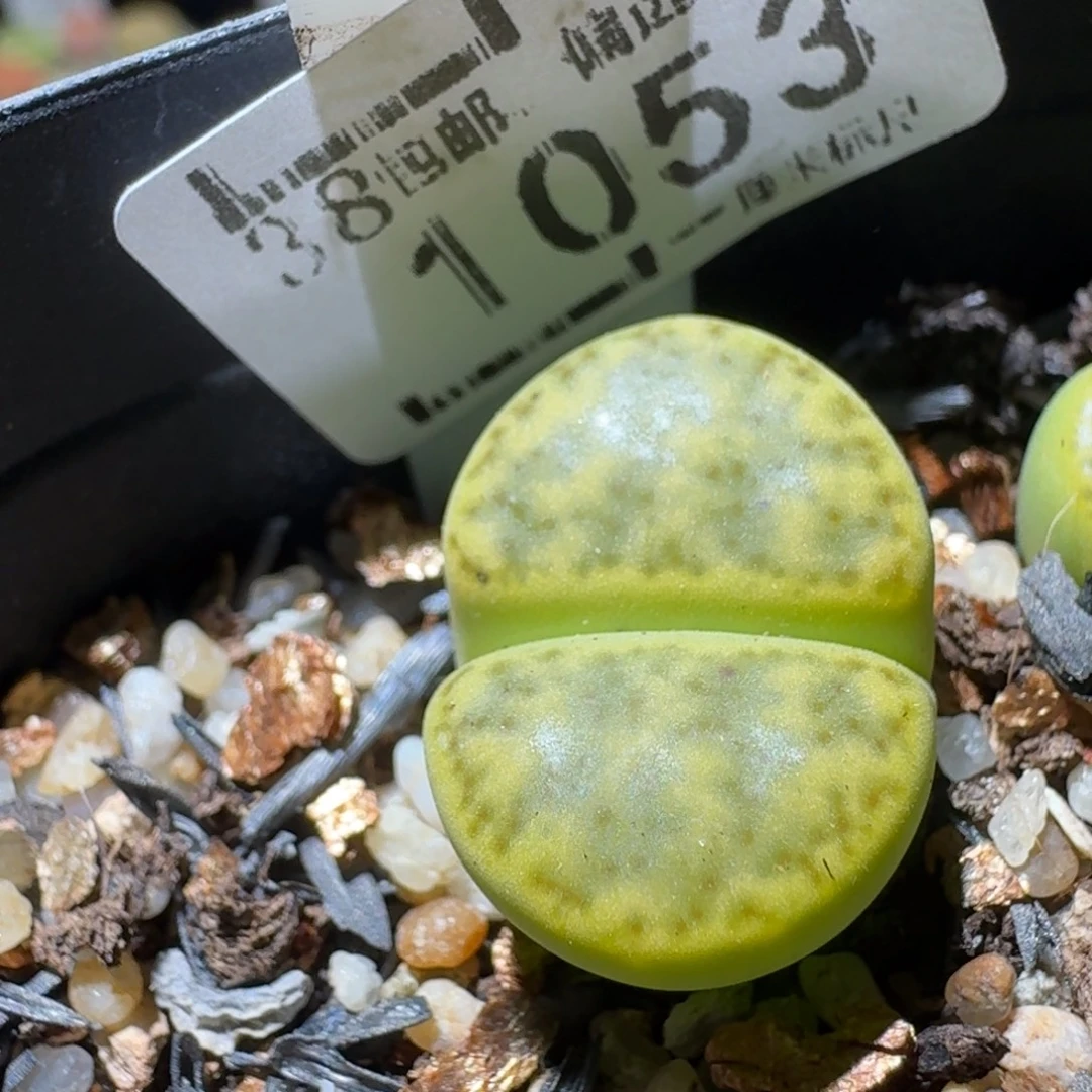 Sss清仓便宜出1053