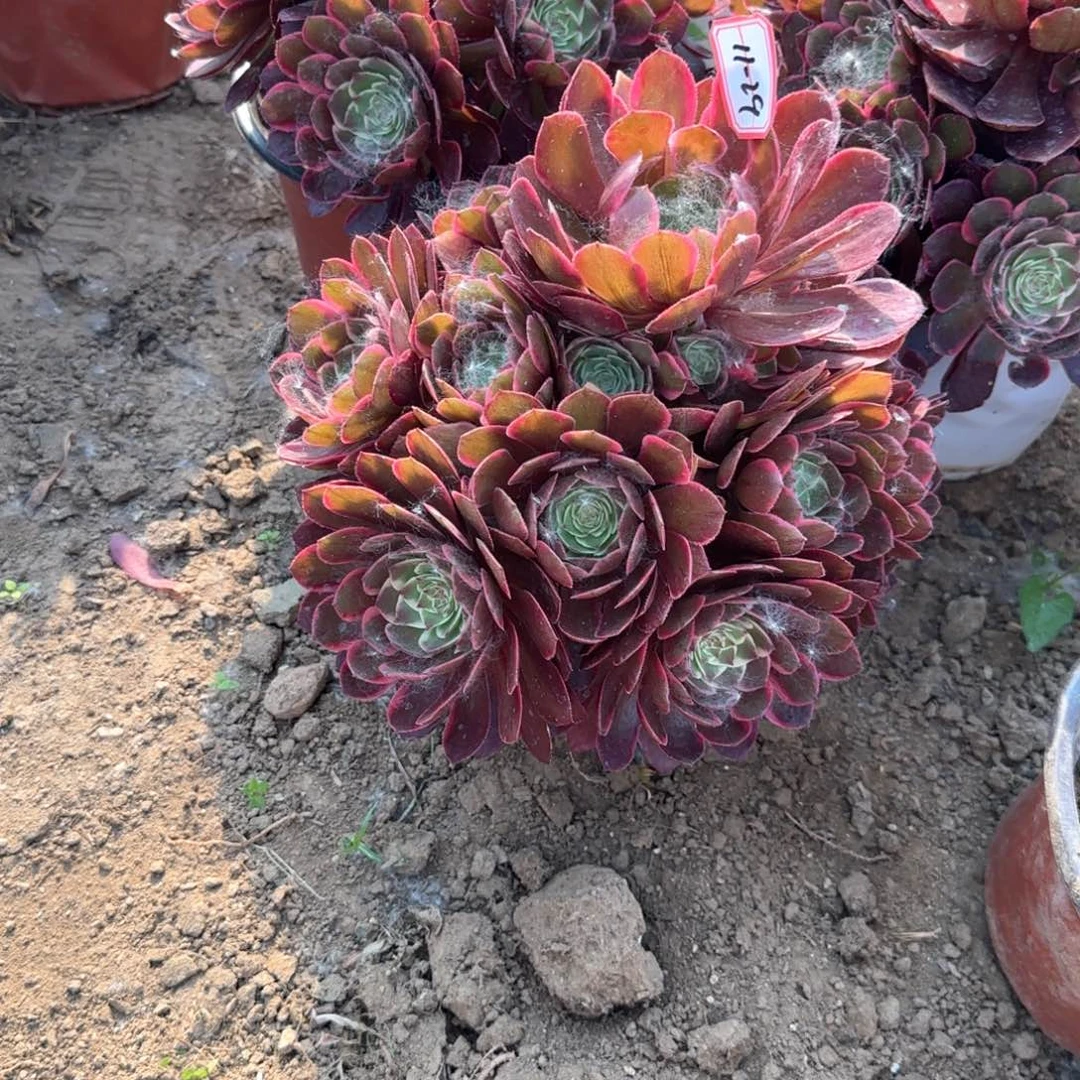 11-29粉花妖妖装处理不包售后地理多肉