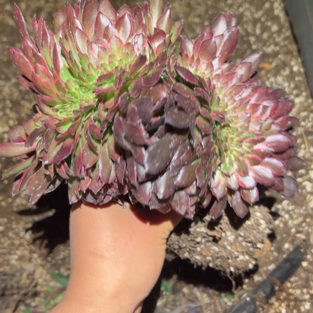 683 号多肉植物法师新年福利