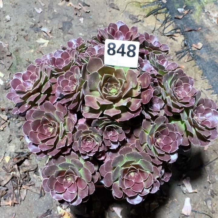 法师一物一拍848