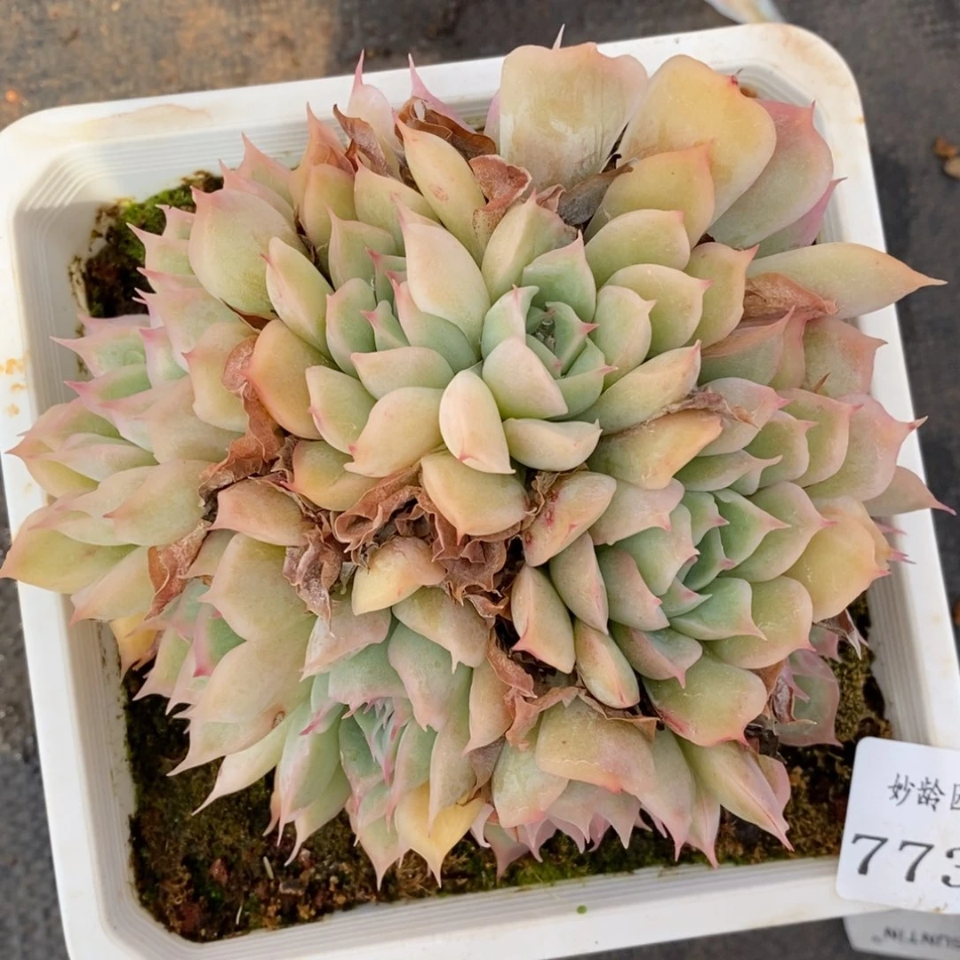 7737杂交多肉老桩