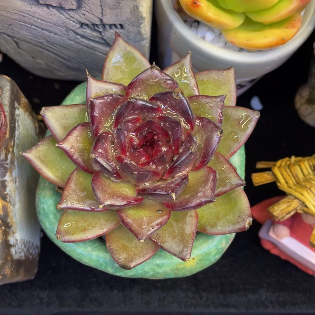 多肉植物盆栽多肉