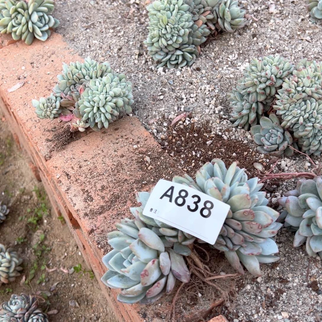 炫****?838 多肉多肉多肉多肉多肉多